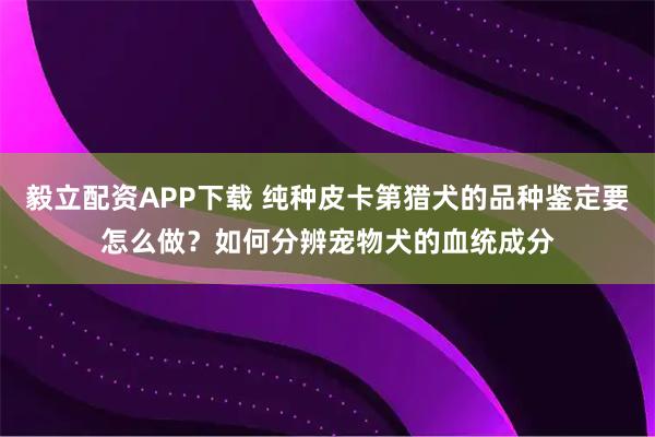 毅立配资APP下载 纯种皮卡第猎犬的品种鉴定要怎么做？如何分辨宠物犬的血统成分